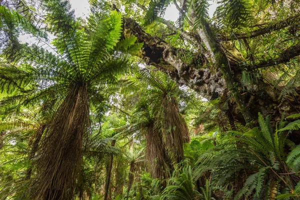 Inheemse bush van Nieuw-Zeeland — Stockfoto