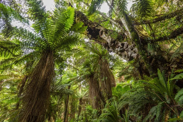 Arbusto nativo de Nueva Zelanda Imagen De Stock