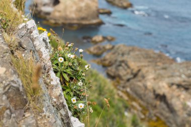Uçurumdaki beyaz kır çiçekleri