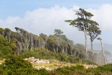 West Coast yeni Nealand üzerinde benzersiz orman