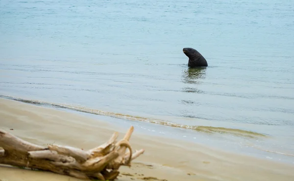 Sealion at Surat Bay — Stock Photo, Image