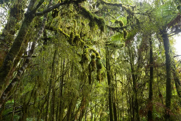 Native bush z Nowej Zelandii — Zdjęcie stockowe