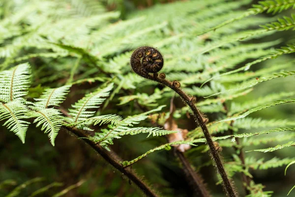 Nieuw blad van Nieuw-Zeeland silver fern — Stockfoto