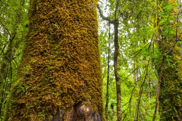 Oude bomen met korstmos en mos — Stockfoto