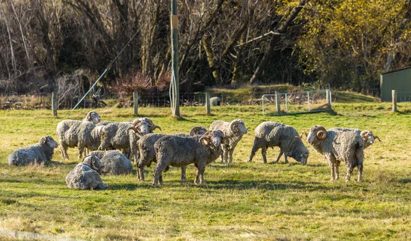 Merino Sheep in New Zealand — Stock Photo, Image