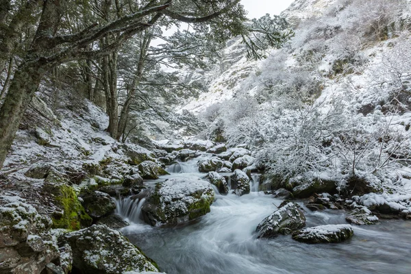 Cascada y bosque de hayas en la nieve —  Fotos de Stock