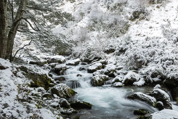Cascada y bosque de hayas en la nieve —  Fotos de Stock