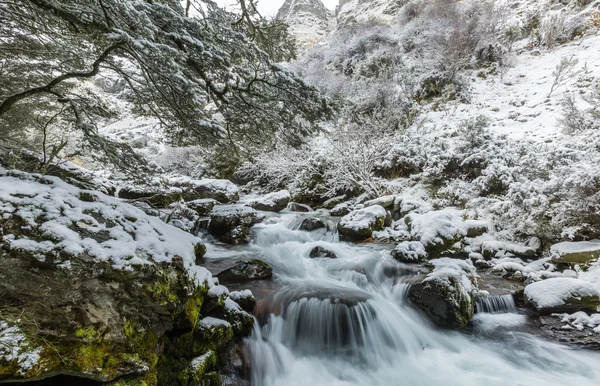 Cascada y bosque de hayas en la nieve —  Fotos de Stock