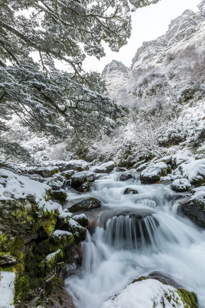 Cascada y bosque de hayas en la nieve —  Fotos de Stock