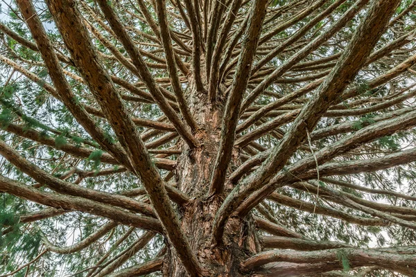 Tronco de uma árvore de sequoia Fotos De Bancos De Imagens