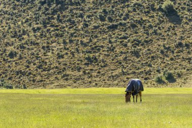 yeşil çayır üzerinde otlatma atlar