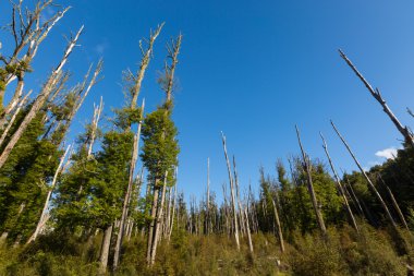 Glenorchy mavi gökyüzü ile kuru orman