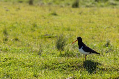 Poyraz kuşugiller South Island, Yeni Zelanda