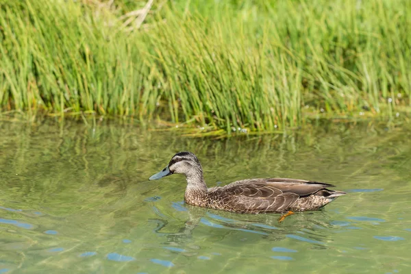 Mallard duck in natural pond — Stock Photo, Image