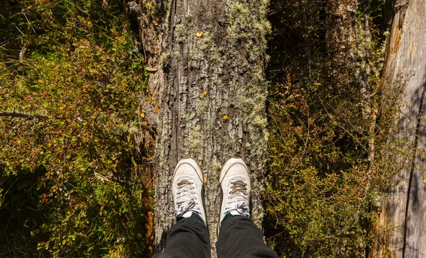 Fötterna står på trädstam — Stockfoto