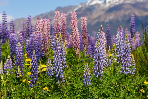 Lupinenfeld am Fluss — Stockfoto