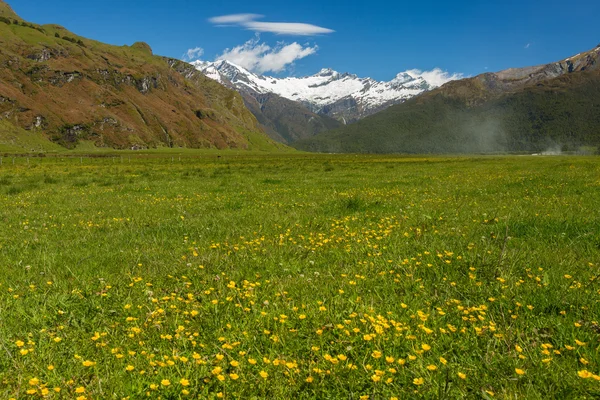 Majestuoso paisaje con prados y flores florecientes — Foto de Stock