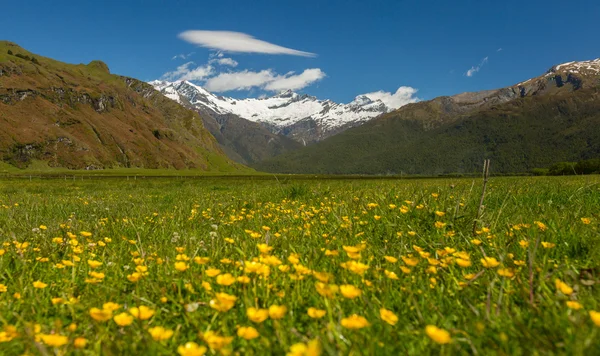 Majestuoso paisaje con prados y flores florecientes — Foto de Stock