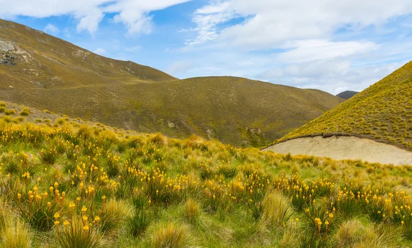 Cubierta de montaña con tussock y flor alpina —  Fotos de Stock