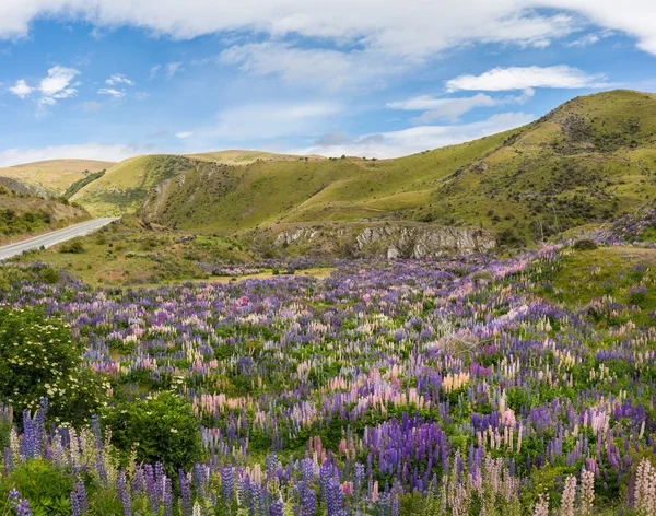 Champ de fleurs de lupin sur Lindis Pass — Photo