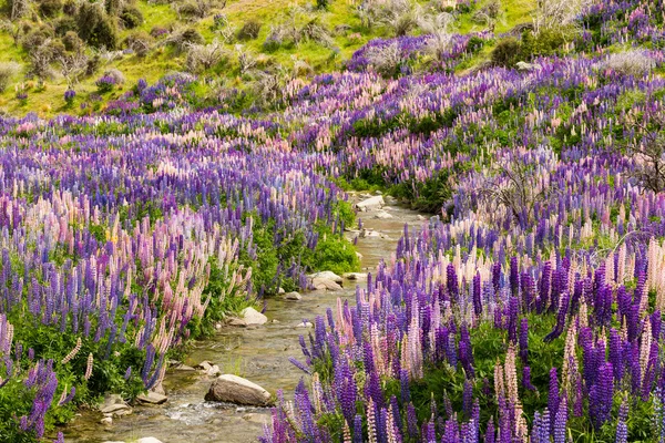 Lupine bloemen veld op Lindis Pass — Stockfoto