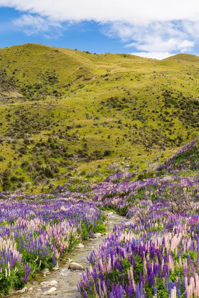 Campo de flores de Lupin en Lindis Pass — Foto de Stock