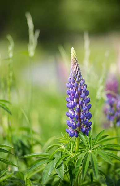 Wild lupine in Arrowtown, Nieuw-Zeeland — Stockfoto