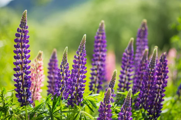 Selvaggio Lupins in Arrowtown, Nuova Zelanda — Foto Stock