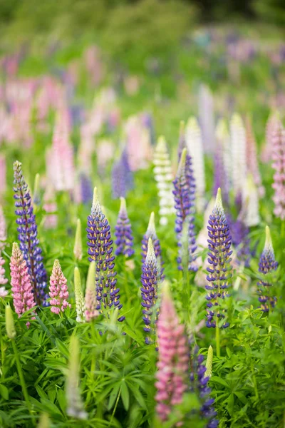 Wilde Lupinen in Pfeilstadt, Neuseeland — Stockfoto