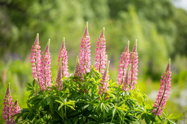 Wild lupine in Arrowtown, Nieuw-Zeeland — Stockfoto