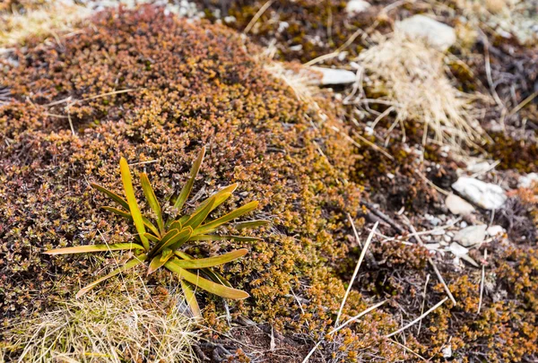 Nueva Zelanda tierra nativa cubre flora — Foto de Stock