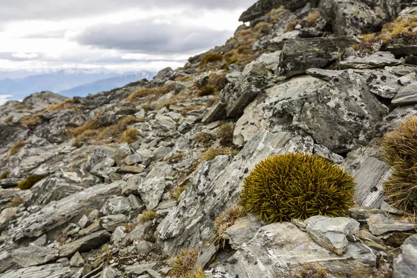 Montanha speargrass nova zelândia — Fotografia de Stock