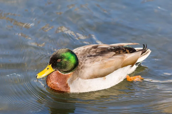 Macho mallard no lago — Fotografia de Stock