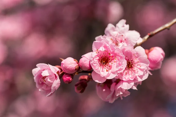 Flor de cereja rosa Imagens De Bancos De Imagens