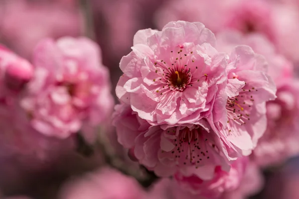 Flor de cerezo rosa Imágenes de stock libres de derechos