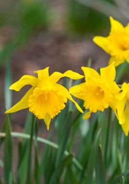 sarı çiçek arka plan