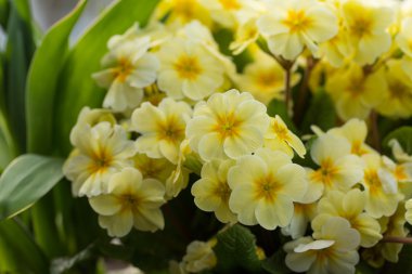 sarı çiçek arka plan