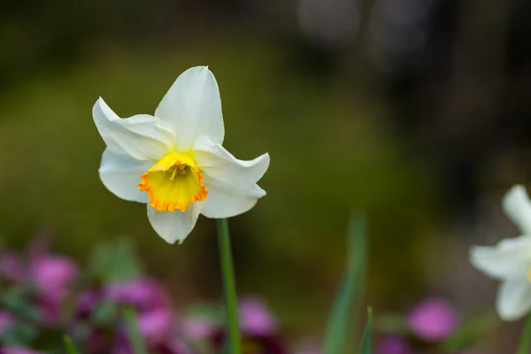 Fondo flor blanca — Foto de Stock