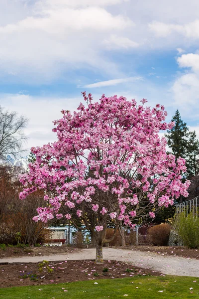 Rosa magnolia iolanthe flores Imágenes de stock libres de derechos