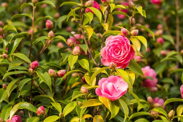 Рожева квітка фону Ліцензійні Стокові Фото