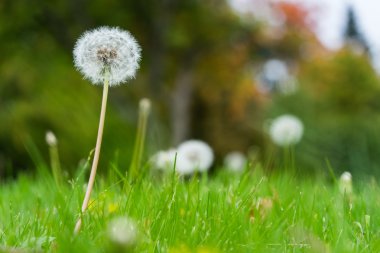 Dandelions yeşil bir çayırda