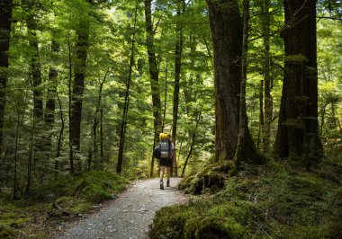 Yerel kayın ormanında yürüyüş sırt çantası ile kadın uzun yürüyüşe çıkan kimse