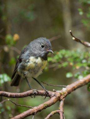 Yeni Zelanda Robin kuş