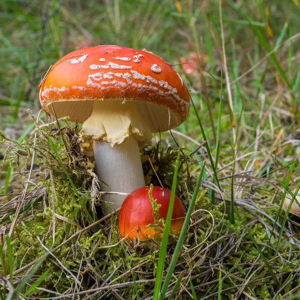 Amanita muscaria in Nieuw-Zeeland — Stockfoto