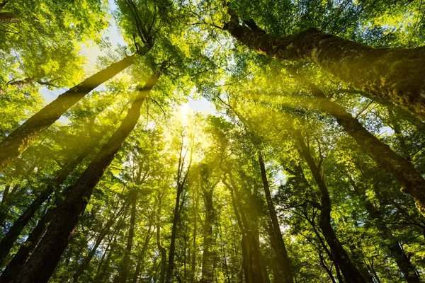 Sunlight through the forest — Stock Photo, Image