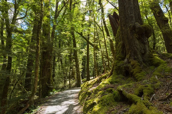 De weg door het bos — Stockfoto