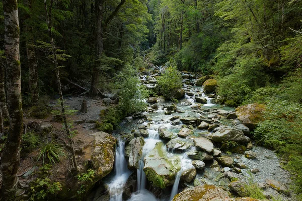 Bosque de haya y cascada pequeña —  Fotos de Stock