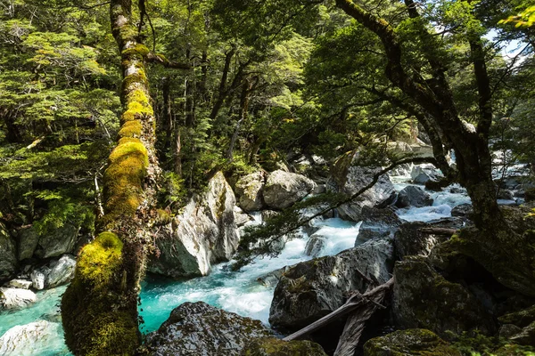 Prachtige turquoise creek — Stockfoto