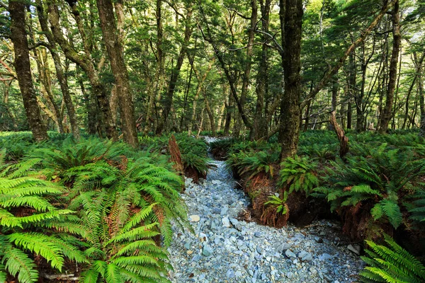 Fougères forestières couvrent la forêt tropicale — Photo