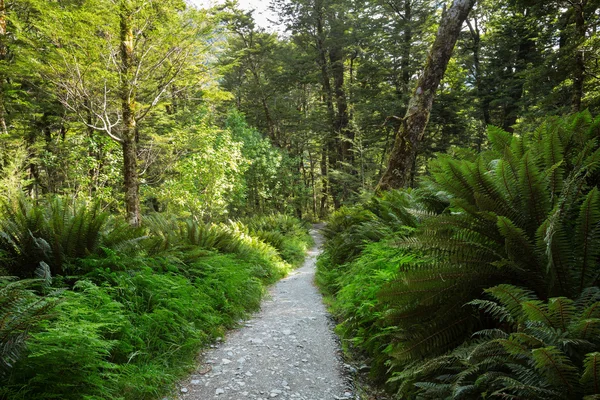 Fougères forestières couvrent la forêt tropicale — Photo